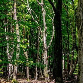 Ein sehr kühler toter Baum im Wald von Thomas Winters