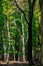 Un arbre mort très cool dans une forêt par Thomas Winters Aperçu