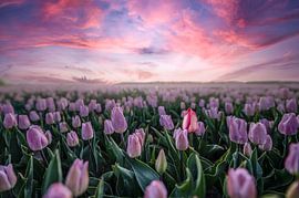 champ de tulipes sur Tara Kiers