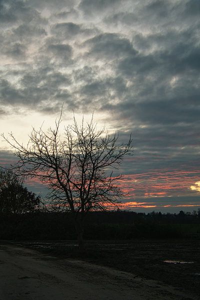 Boom in een weiland in de mist bij zonsopgang van Martin Köbsch