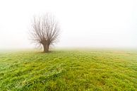 Mistige morgen met alleen staande boom van Marcel Derweduwen thumbnail