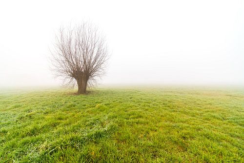 Nebliger Morgen mit nur stehendem Baum
