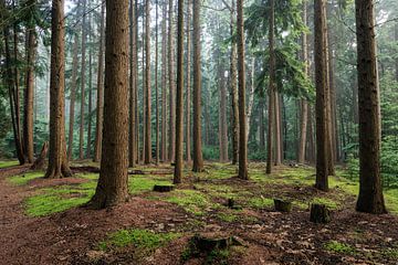 Bospanorama in de zomer op Landgoed Zonheuvel Doorn - Utrechtse Heuvelrug van Sjaak den Breeje