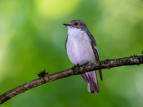 Een bonte vliegenvanger op een tak