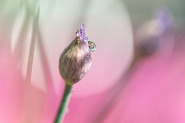 Bijna bloeiende bieslook..