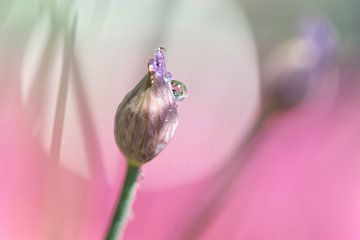 Almost blossoming chives... by Miranda van Hulst