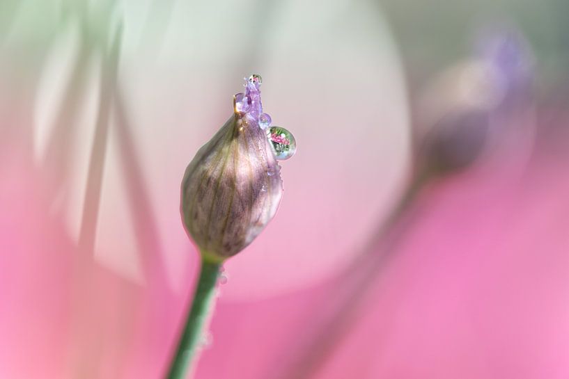 Une ciboulette presque en fleur... par Miranda van Hulst
