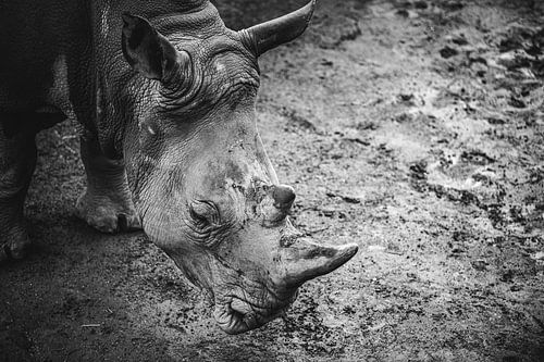 zwart wit foto van een neushoorn