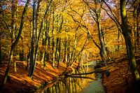 Autumn in the Clingendael Estate