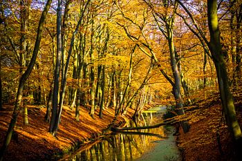 Herfst in Landgoed Clingendael