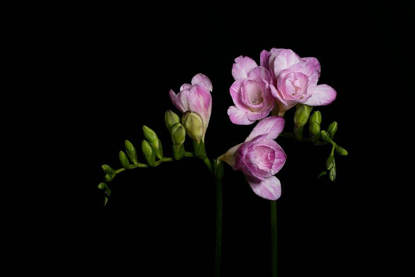 Fresia als stelletje von Ed Coenen