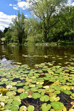 A pond in the garden in summer by Claude Laprise
