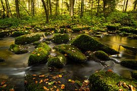 Le ruisseau aux herbes sur domiphotography