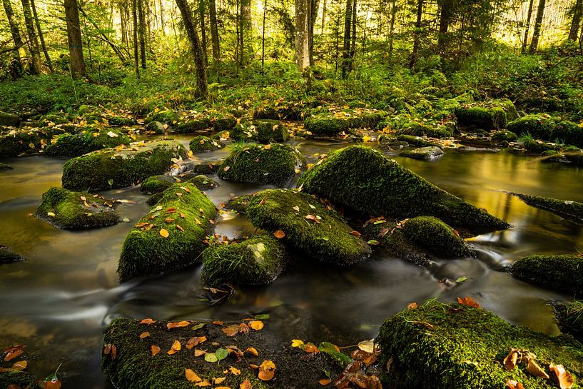 Le ruisseau aux herbes par domiphotography
