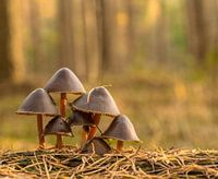 Paddenstoelen