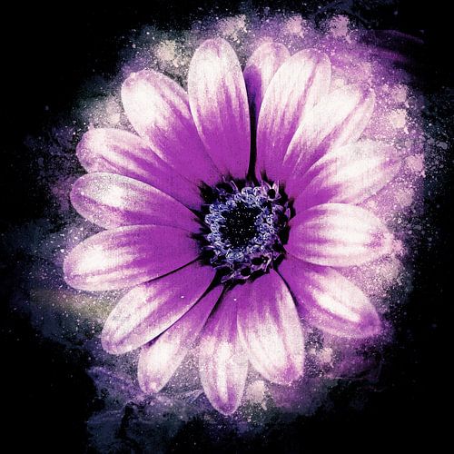 Spanish daisy with dark background (art)