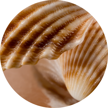 Warme kleuren: Lijnen volgen de vorm met abstracte reflectie van Marjolijn van den Berg