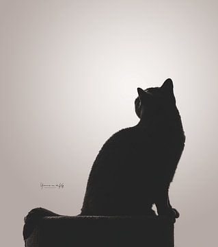 Fine Art silhouette cat by Yvonne van de Kop