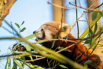 Kleine Panda in diergaarde Blijdorp van Jeffrey Reit