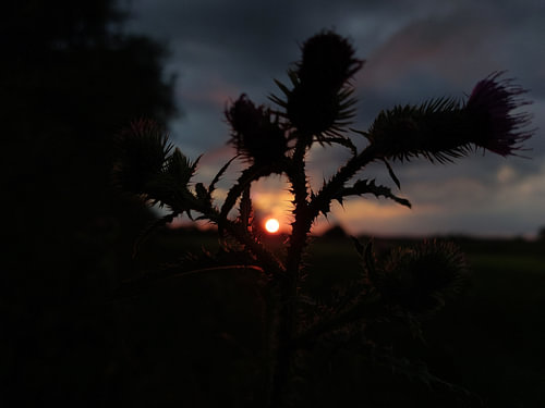 En pleine nature