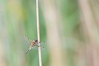 Four-spot
