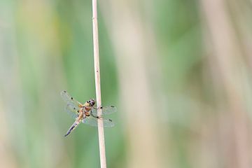 Four-spot sur Karin van Rooijen Fotografie