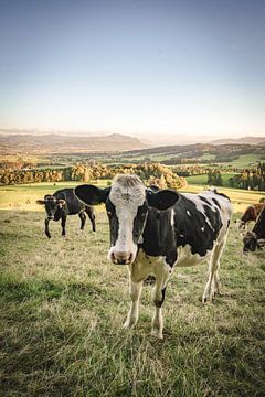 Sweet cow with Allgäu mountains in the background by Leo Schindzielorz