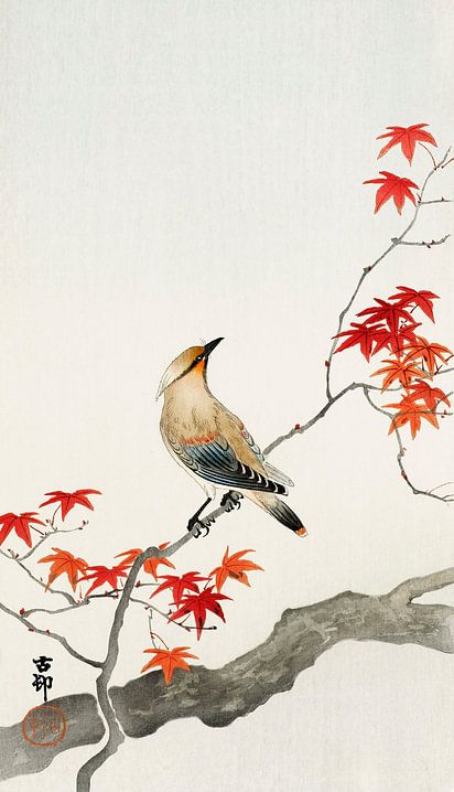Japanischer Pestvogel auf Ahorn (1900 - 1936) von Ohara Koson von <span class="secondary-font">Studio POPPY</span>