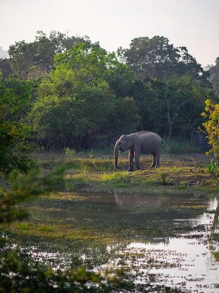 Éléphant dans le parc national de Yala, Sri Lanka par Teun Janssen