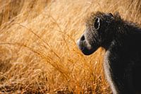 Mère babouin dans le parc Kruger