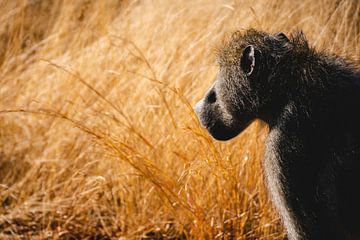 Moeder baviaan in het Kruger park van Pepijn van der Putten