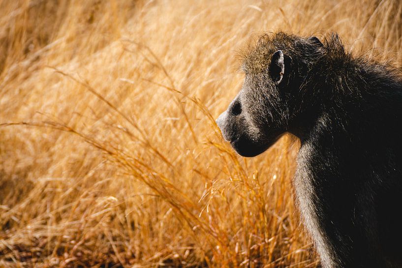 Mère babouin dans le parc Kruger par Pepijn van der Putten