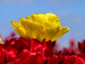 Gelbe Tulpe über roten Tulpen
