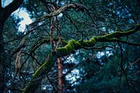 Spooky branch