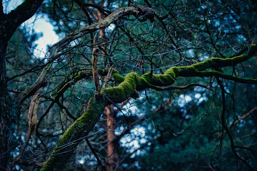 Spooky branch by Bart Verdijk