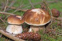 Steinpilze