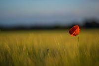 Poppy in a cornfield