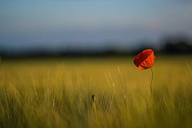 Mohnblume im Kornfeld von Thomas Götzen