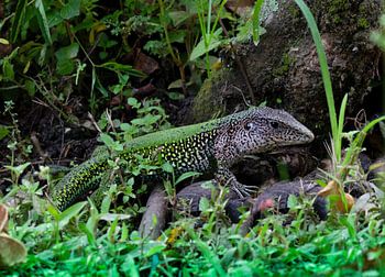 Deze hagedis ging mooi voor mijn lens zitten