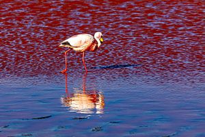 Die Flamingos der Laguna Colorada