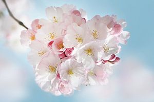 Kirschblüte