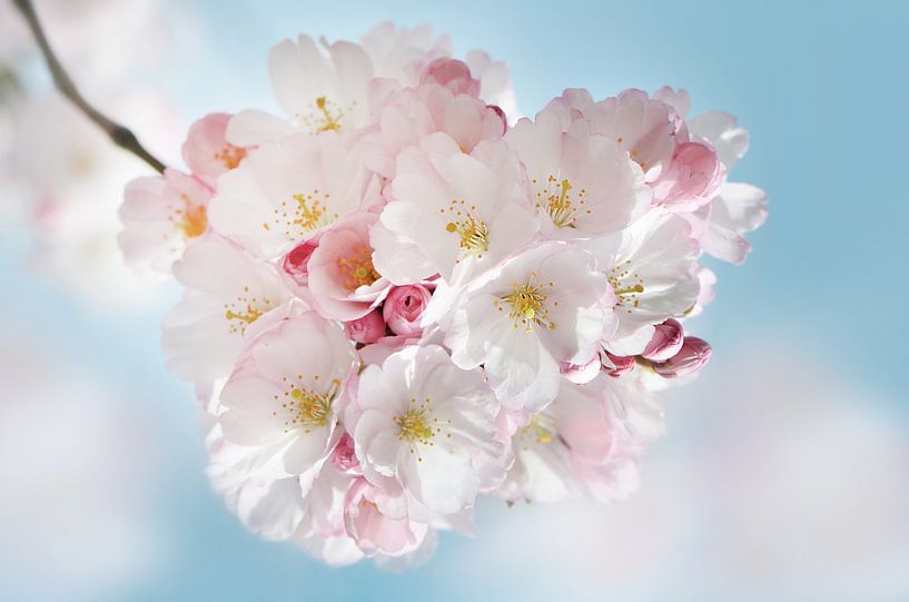 Cherry Blossom by Violetta Honkisz