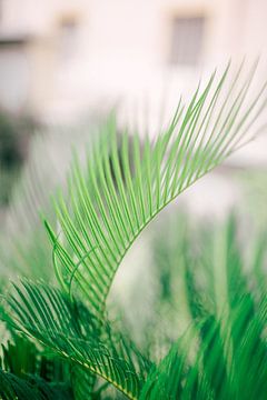 Palm van Laura de Roeck