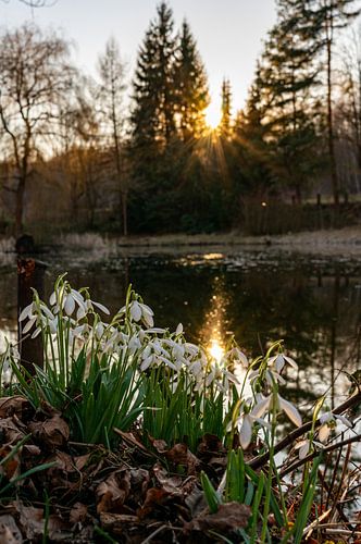 Schneeglöckchen an einem Teich bei Sonnenuntergang mit Sonnenstern im Frühling vertical