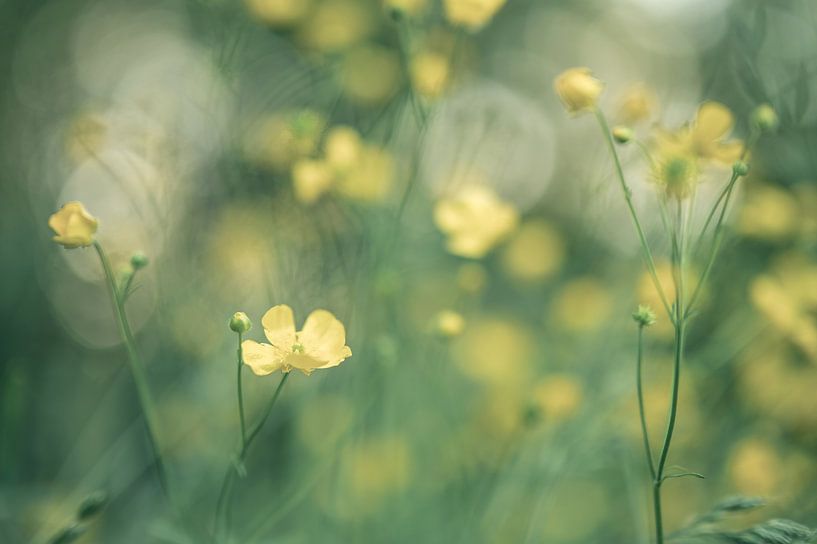 bloemen part 135 van Tania Perneel