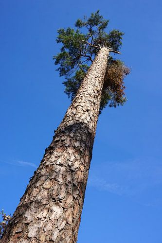 Omhoogkijkend langs een dennenboom