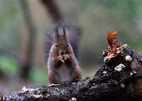 Squirrel