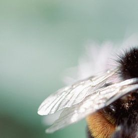 Magische Nahaufnahme einer Hummel von Crystal Clear