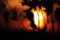 Silhouettes