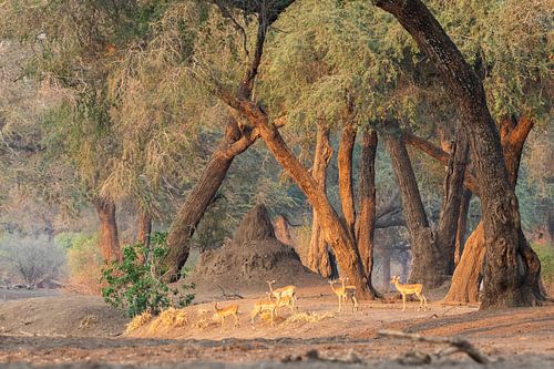 Impala's in sfeervol bos